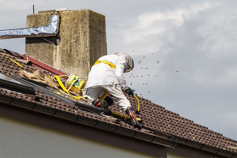 Bee Pest Control in Canterbury Kent