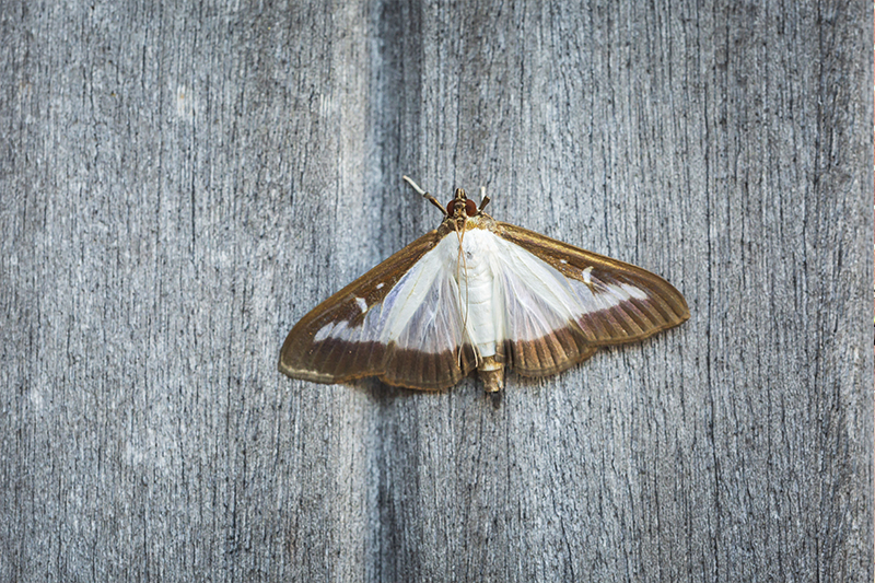 Moth Pest Control in Canterbury Kent